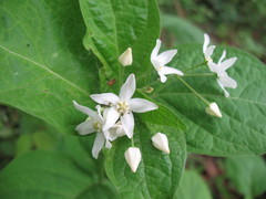 Vincetoxicum ascyrifolium