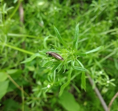 Athous haemorrhoidalis