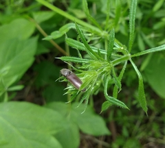 Athous haemorrhoidalis