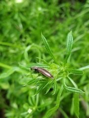 Athous haemorrhoidalis