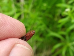 Athous haemorrhoidalis