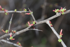Commiphora pyracanthoides