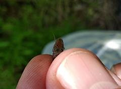 Athous haemorrhoidalis