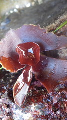 Constantinea simplex