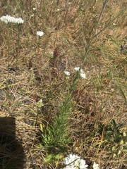 Delphinium distichum