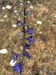 Delphinium distichum