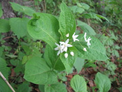 Vincetoxicum ascyrifolium