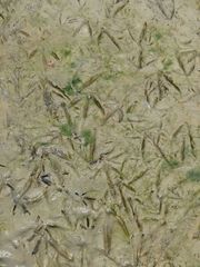 Egretta novaehollandiae