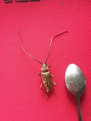 Neoplocaederus obesus