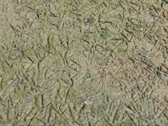 Egretta novaehollandiae