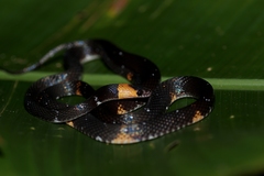 Oxyrhopus melanogenys