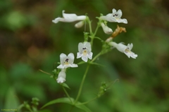 Penstemon arkansanus