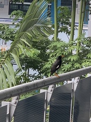 Acridotheres javanicus