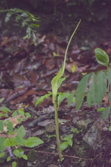Arisaema macrospathum