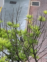 Acridotheres javanicus