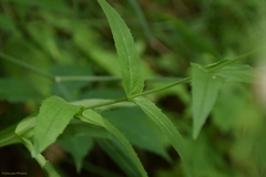 Penstemon arkansanus