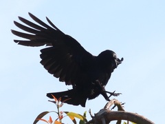 Corvus brachyrhynchos