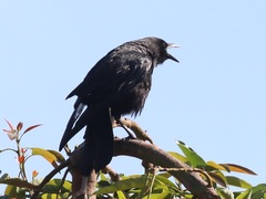 Corvus brachyrhynchos
