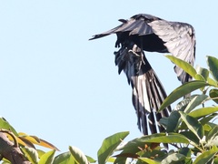 Corvus brachyrhynchos