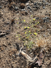 Hesperolinon bicarpellatum