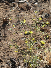 Hesperolinon bicarpellatum