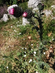 Carduus litigiosus