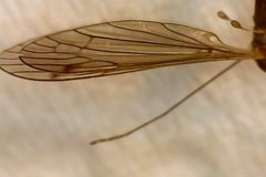 Leptotarsus