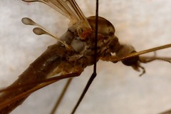 Leptotarsus