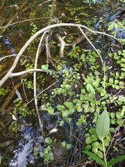 Lysimachia nummularia