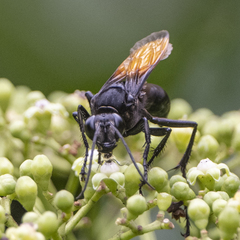 Sphex diabolicus
