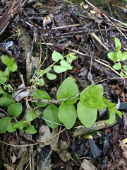 Lysimachia nummularia