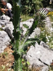 Carduus litigiosus