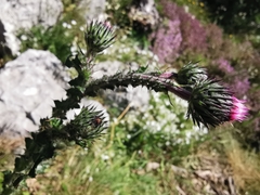 Carduus litigiosus