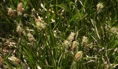 Carex pilosa