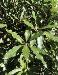 Pittosporum undulatum