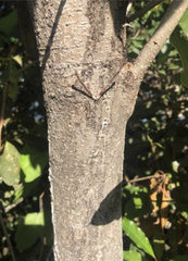 Pittosporum undulatum