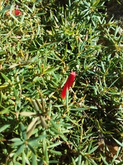 Styphelia humifusa