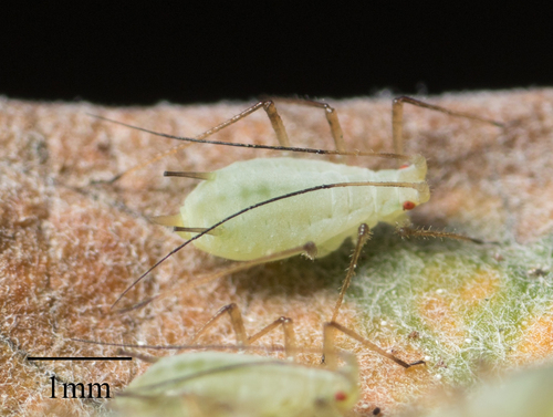 Artemisia aphid