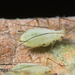 Anthemid Aphids - Photo no rights reserved, uploaded by Jesse Rorabaugh