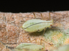 White Sage Aphid - Photo no rights reserved, uploaded by Jesse Rorabaugh