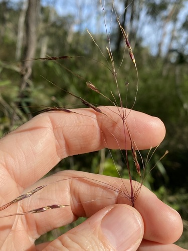 Image of Chrysopogon sylvaticus by (c) Greg Tasney, some rights reserved (CC BY-SA)
