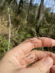 Capillipedium parviflorum