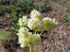 Eriogonum compositum