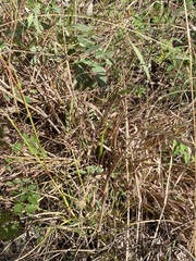 Capillipedium parviflorum