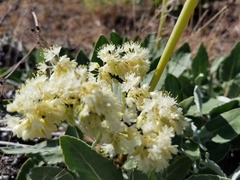 Eriogonum compositum