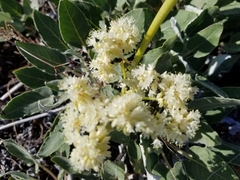 Eriogonum compositum