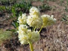 Eriogonum compositum