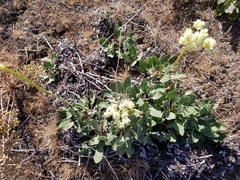 Eriogonum compositum