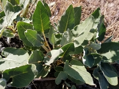 Eriogonum compositum