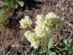Eriogonum compositum